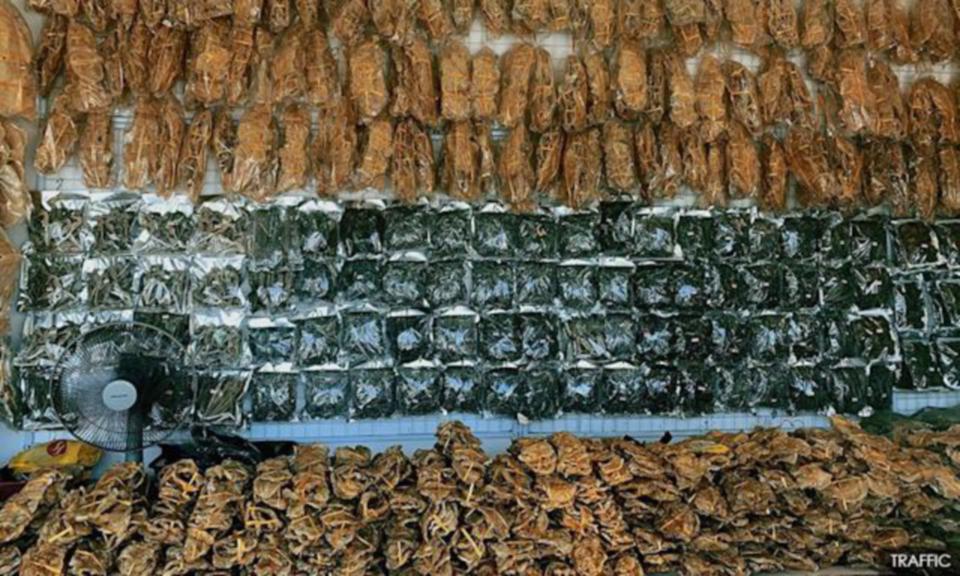 Dagangan dalam talian pundi renang ikan, gamat ancam spesies