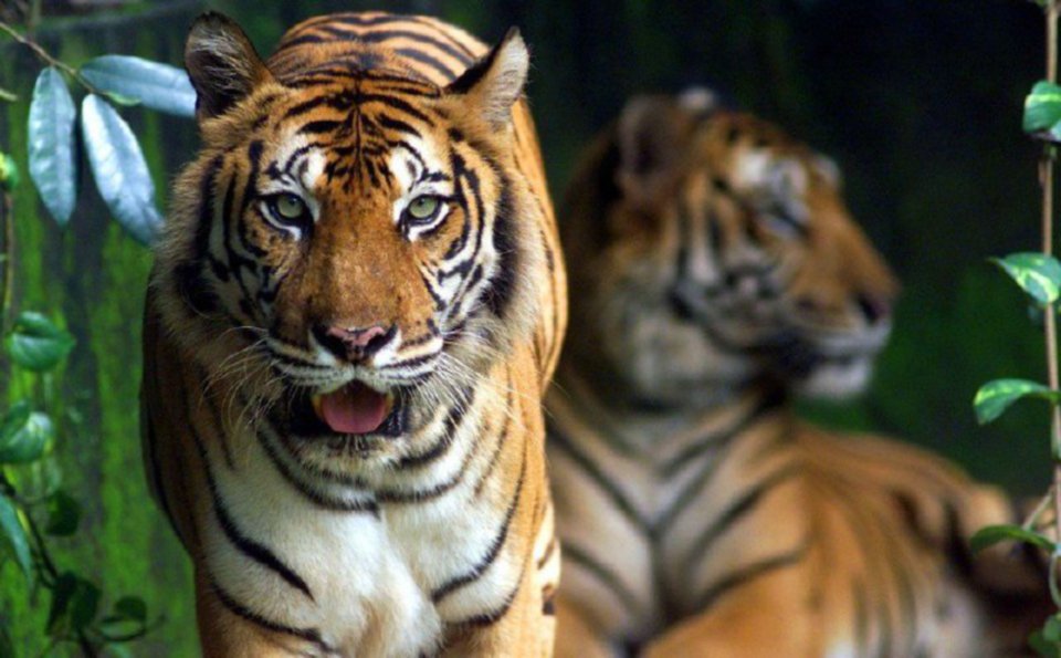 Malaysia sertai 12 negara nyata komitmen tingkat populasi harimau