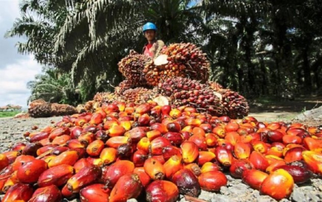 Permintaan lemah, harga minyak sawit merosot