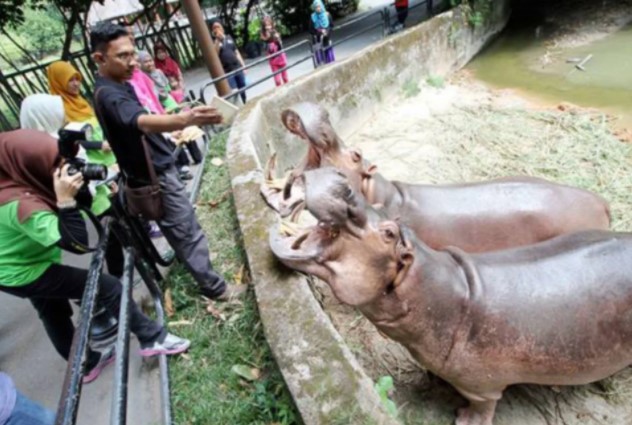 Zoo Taiping nafi gagal kendali SOP pengunjung