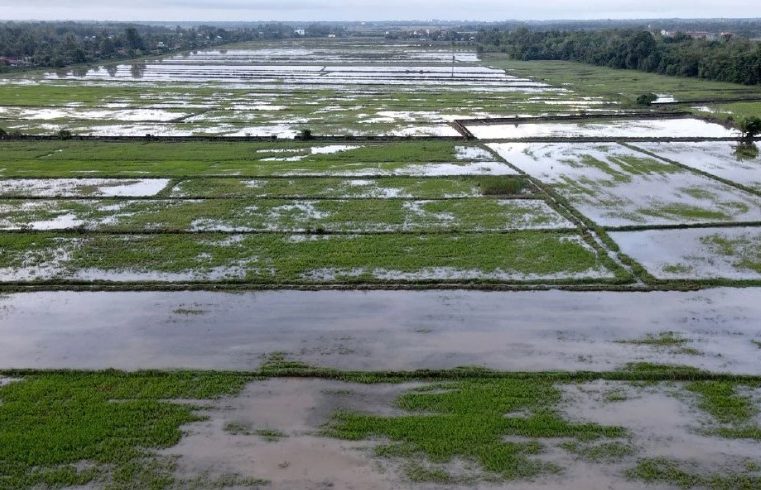 Pesawah dapat RM200 bantuan selama 6 bulan