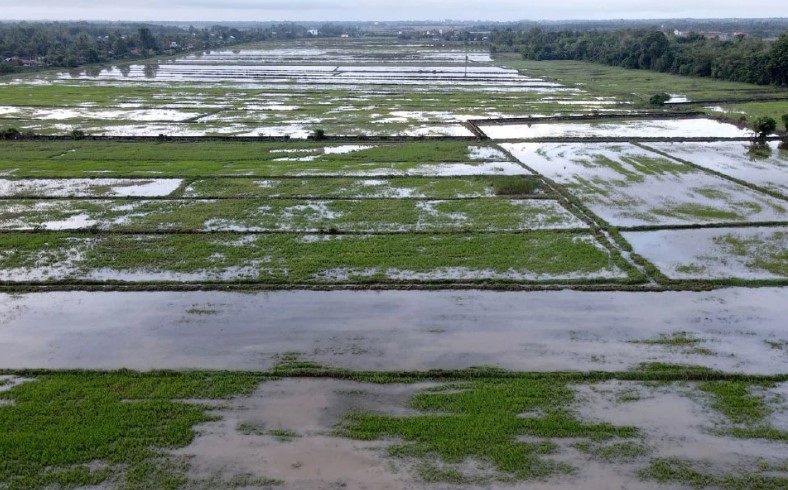 Pesawah dapat RM200 bantuan selama 6 bulan