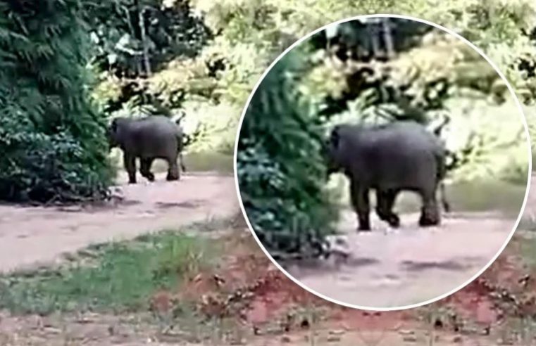 Gajah lapar cari makan, kejar kenderaan penduduk