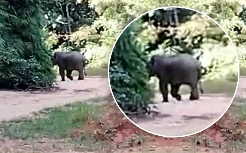 Gajah lapar cari makan, kejar kenderaan penduduk