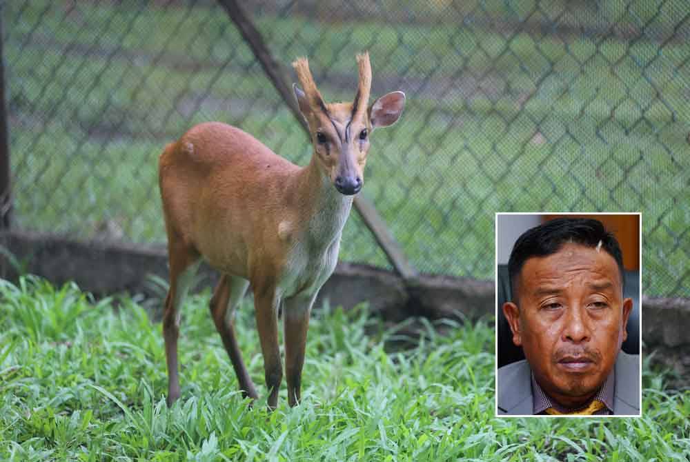 Buru hidupan liar untuk juadah raya